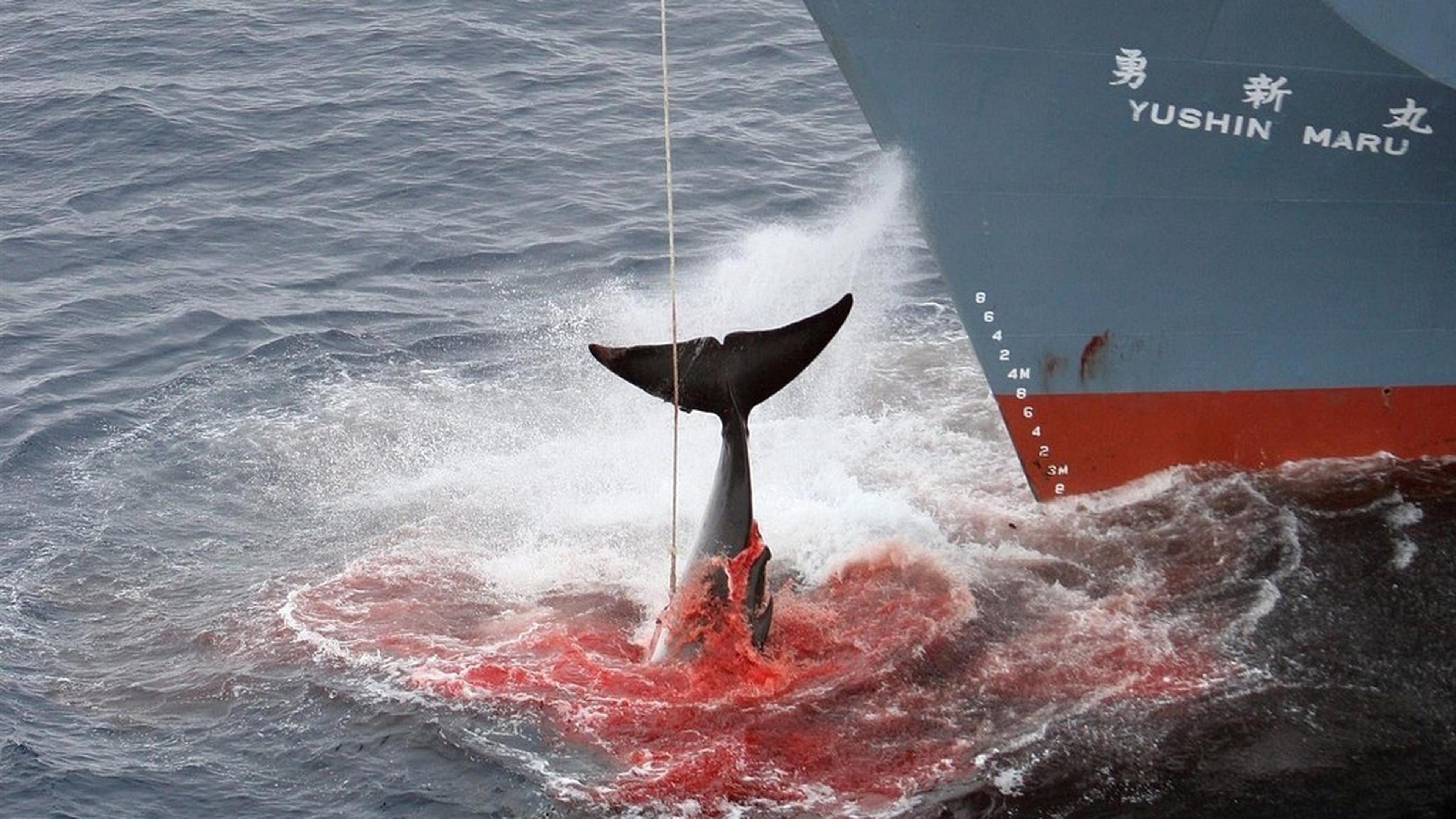 Sea Shepherd catches Japanese ship with slaughtered whale